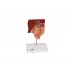 model kamieni żółciowych - 3b smart anatomy - 1000314 [k26] 3b scientific modele anatomiczne 3